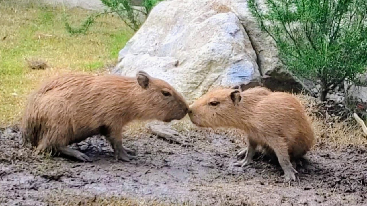 カピバラの赤ちゃんが3頭生まれました 高い岩もひょいと登り降りします