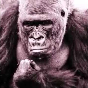 Kingkong pintar bicara jawa