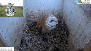 Barn owls and Pigeons: Here you can see why this CAM is called the LIVE Barn Owl/Pigeon Israel Cam 4