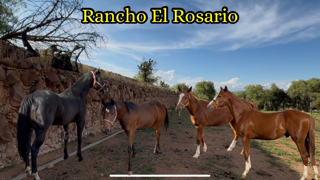 “Rancho El Rosario | Potrillos en venta y caballo semental para maquilas”