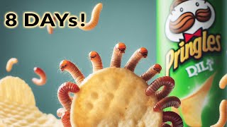 Mealworms vs Pringles (8 days timelapse video in 01:12 min)
