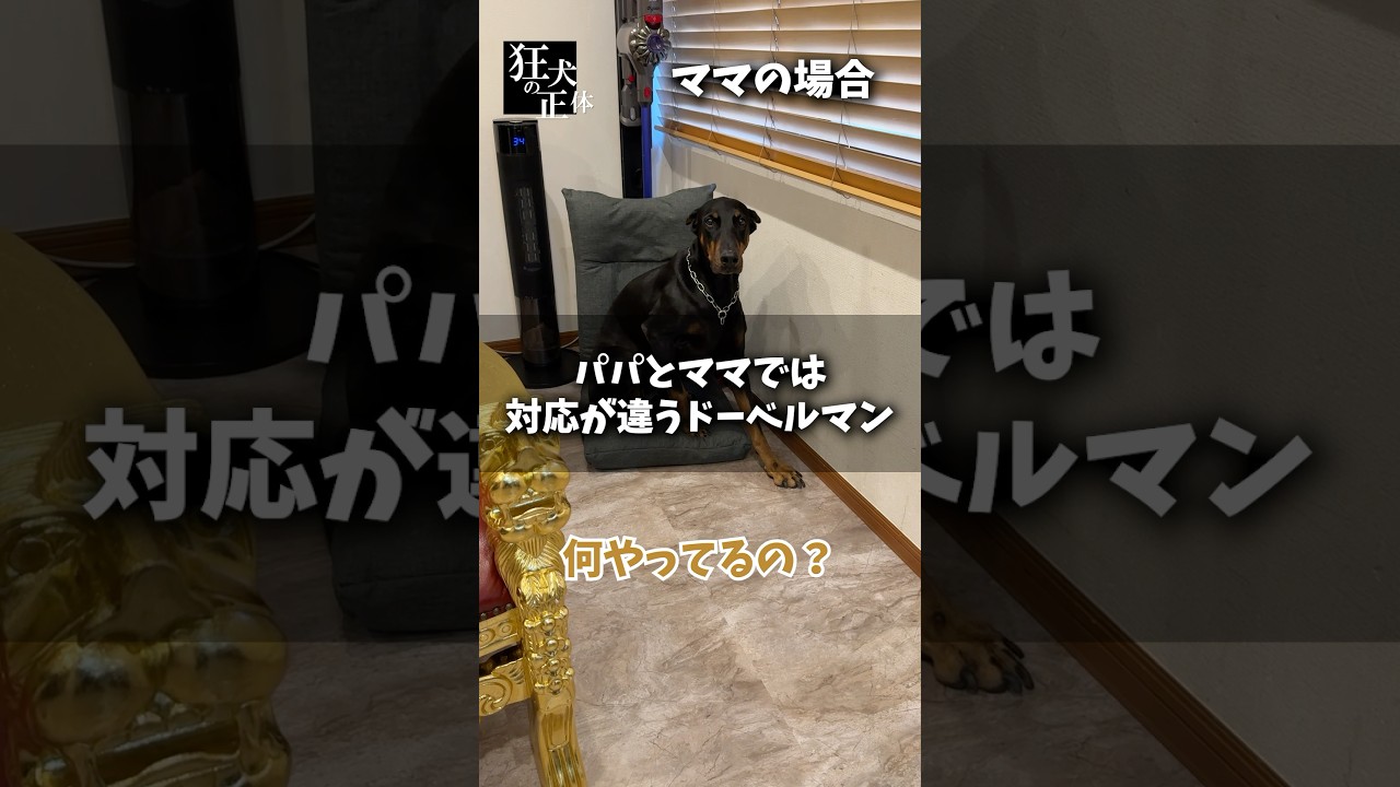 ドーベルマンです。 Doberman senses the atmosphere - YouTube