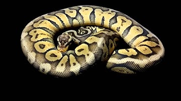 Super Pastel ball python
