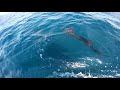 2018 Offshore World Championship | Cayman Islands Int'l Fishing Tournament | Pacific Sailfish