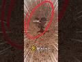 この生き物を見たら逃げないでください。😱😱
