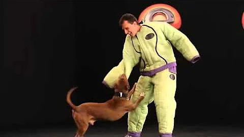 O que fazer se um Pitbull me atacar?