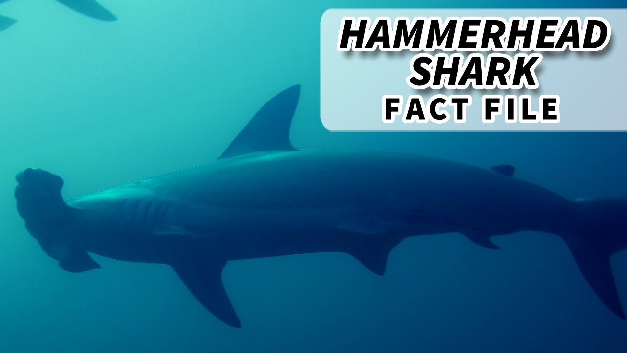 hammerhead shark tattoo Hammerhead Shark facts: the weirdos of the shark world | Animal Fact Files