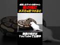 蛇の塊にネズミを近づけると… #おすすめ #ペット #fyp