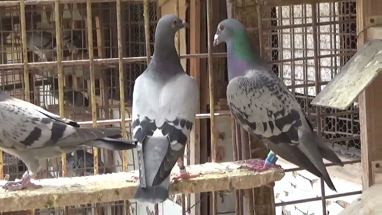 Columbofil dl Nicu Bizdrigheanu Urziceni Romania pui porumbei de vanzare 12 iulie 2025 part 1