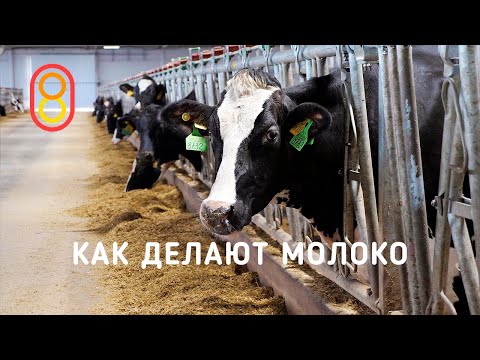 Как делают МОЛОКО — обзор фермы!