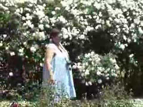 Te Awamutu Rose Garden You Te Awamutu Rose Garden
