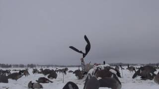 Late Season Traffic Jam in Minnesota