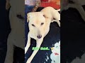 మా కన్నయ్య .. అన్నీ పాడు చేసేసి… ఏం తెలియనట్టు innocent face 😜#pets #video #shortfeed #shorts