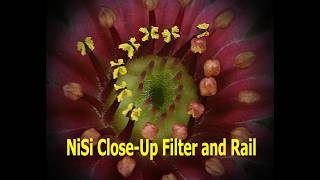 Flower Photography in My Backyard with a NiSi Close-Up Fliter and Rail