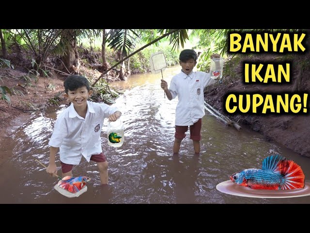 ADNAN OKEM BERBURU IKAN CUPANG DI SALURAN AIR KALI class=