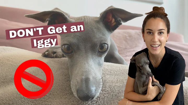 DON'T Get an Italian Greyhound - DayDayNews