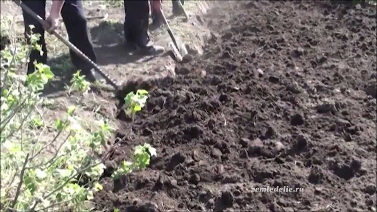 умный и сад и хитрый огород скачать Ваш сад как добиться максимального урожая садовая смекалка николай.