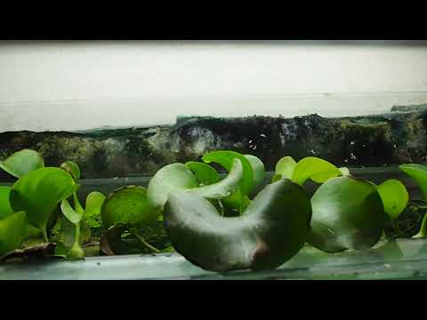 Видео: Как площта на листната повърхност влияе върху движението на водата през растението?