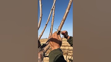 Chinese cherry tree branches bending#satisfying #farming #pruning