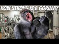 How STRONG is a GORILLA? - All about Gorillas!