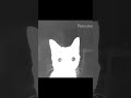 #gato #linterna