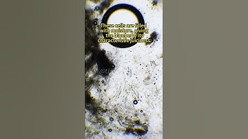 Blueberries magnified 400X are insanely cool!