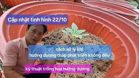 Cập nhật tình hình hướng dương tháp 90 ngày 22 tháng 10 âm cây phát triển không đều sẽ xử lý thế nào