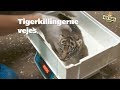Tigerkillinger i Ree Park Safari