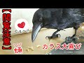 【閲覧注意】カラスに大量の活きサナギを与えたら超大興奮