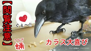 【閲覧注意】カラスに大量の活きサナギを与えたら超大興奮