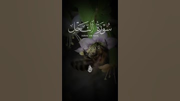 سورة النحل 🤍 Surat Al-Nahal #آيات #اكسبلور #لايك #خشوع_طمأنينه_راحه_للقلب #صوت_جميل #تلاوة_مميزة