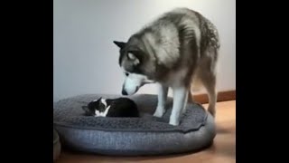 😺 This is my bed! 🐈 Funny video with cats and dogs for a good mood! 😸