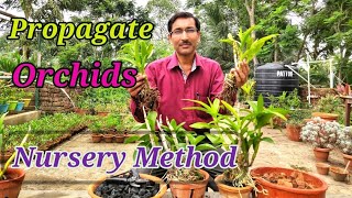 Propagate your Orchids into hundreds.