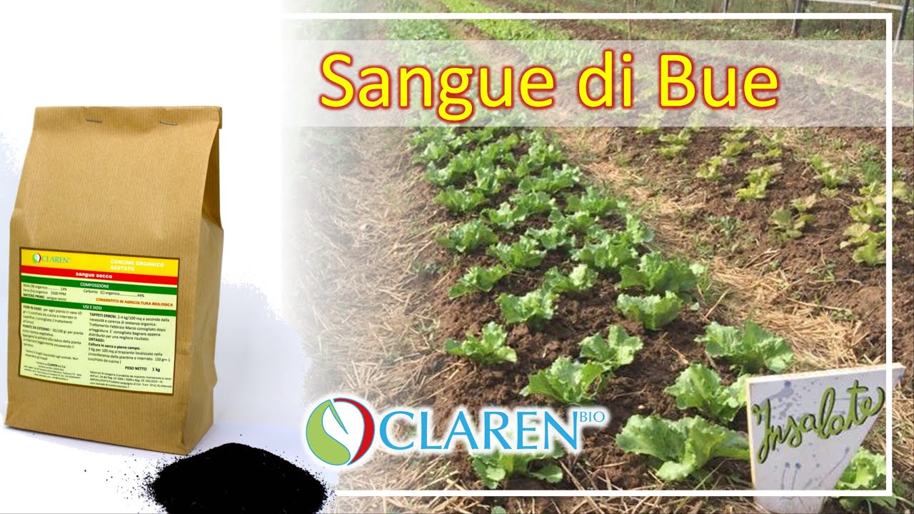 Sangue di bue - Claren Bio - YouTube