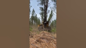 Tigercat 720G Mowing through Trees!🌲#Logging
