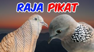 Perkutut Lokal Gacor Suara Kemriuk Vs Tekukur Gayer Masteran Pagi Hari