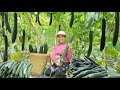Harvesting giant green pumpkins - going to the market to sell - gardening - farm life |Anh Van