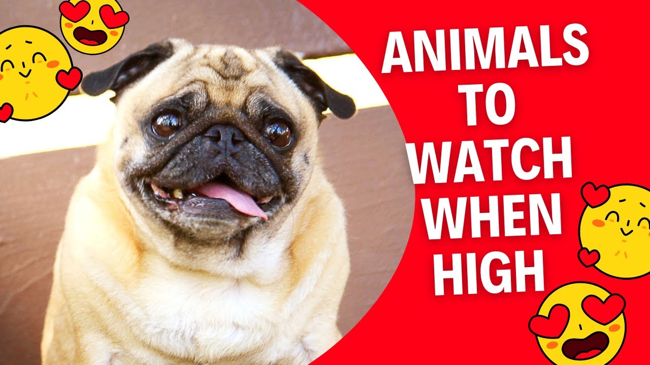 Animals To Watch When High YouTube