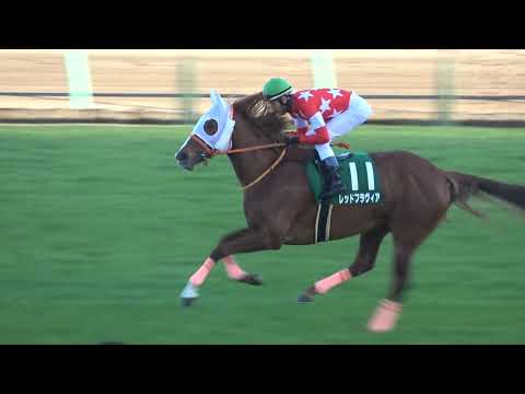 2021 第7回ターコイズステークスGⅢ 本馬場入場 現地映像 ミスニューヨーク
