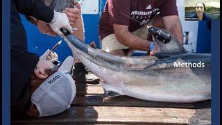 2021 SOFO Shark Research and Education: Assessing the Health and Stress of Great White Sharks