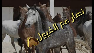 ركوب الخيل والتجول في جبال  الاطلس في نادي للفروسية بخنيفرة