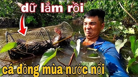 Đặt lờ cá trên đồng nước nổi - vũ heo