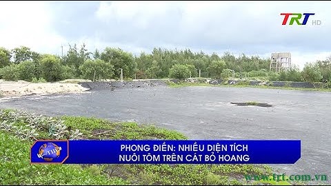Phong Điền: Nhiều diện tích nuôi tôm trên cát bỏ hoang