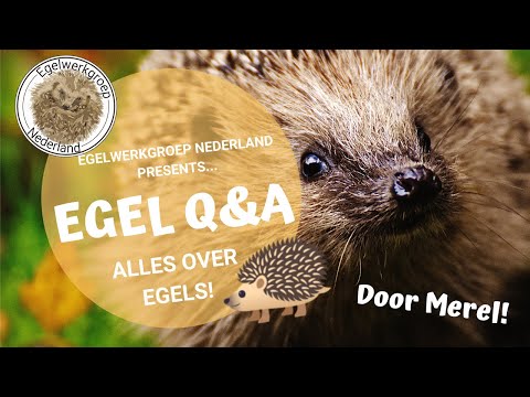 Video: Hoeveel Egels Leven?