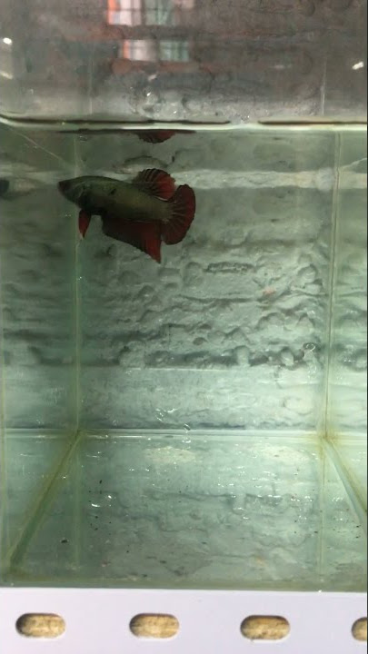 RED DRAGON COPPER HMPK BETTA FISH