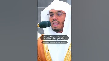 يطوف عليهم ولدان مخلدون | تلاوة كردية اسرة ~ الشيخ ياسر الدوسري