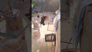 Shok ki keemat or zid ka anjam dkha nhe jata mini pets House #Animal #pigeon #ytube #viralvideo