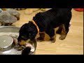 Airedale Puppy Eating Solids for First Time