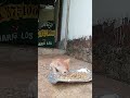 Cat baby eatingshortsmatheet