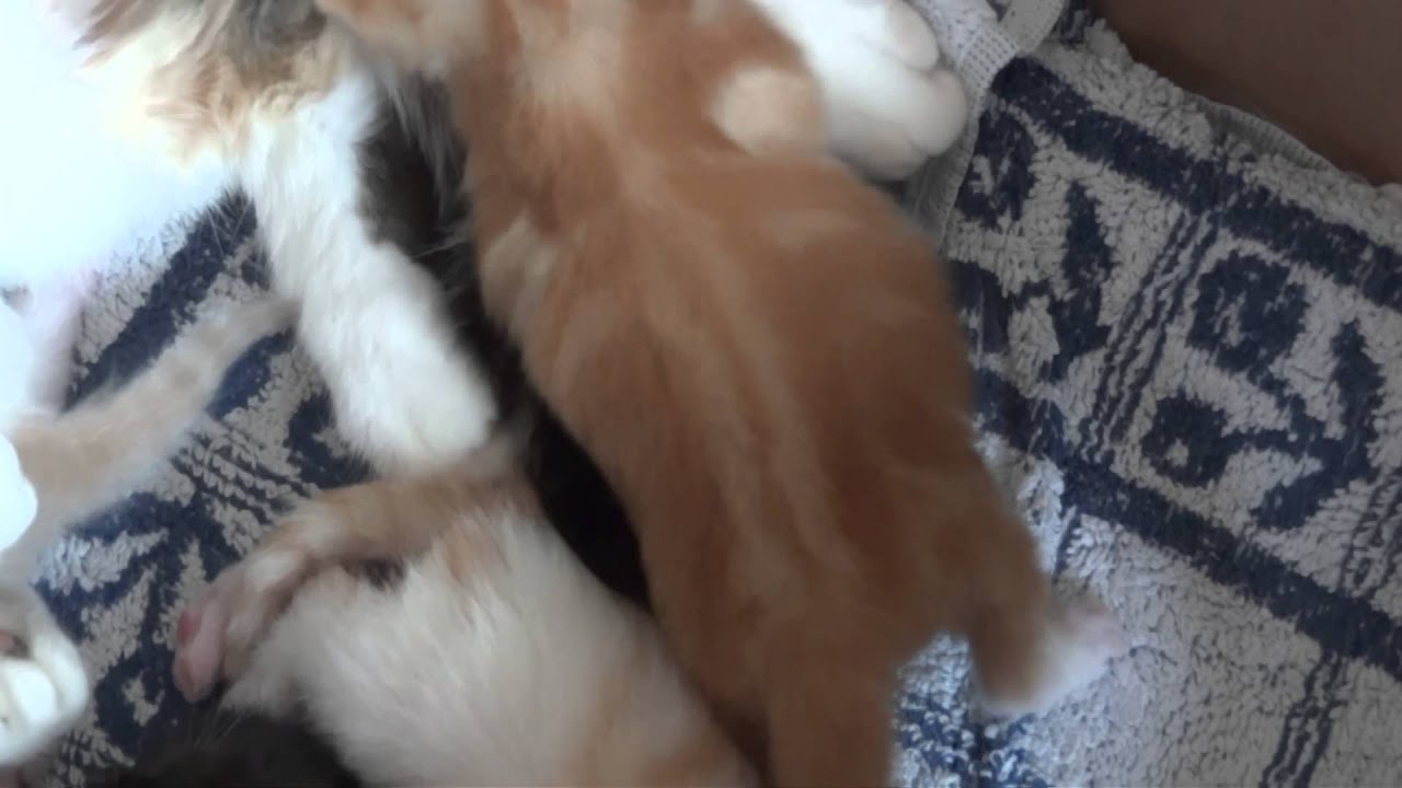 20148 kittens
